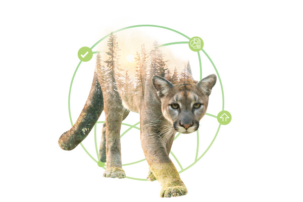 chilean-cougar chilean-cougar