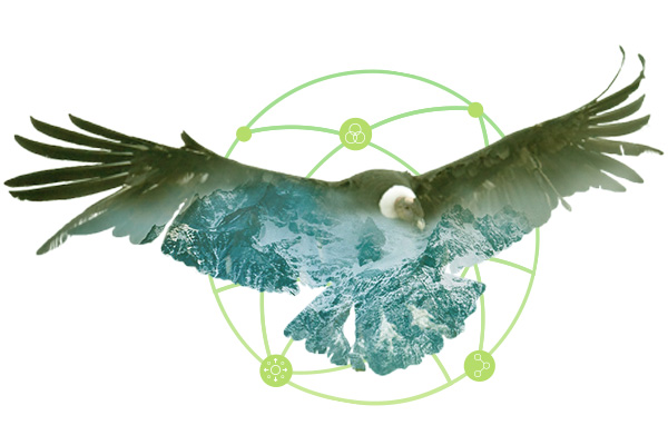 condor-chileno condor-chileno