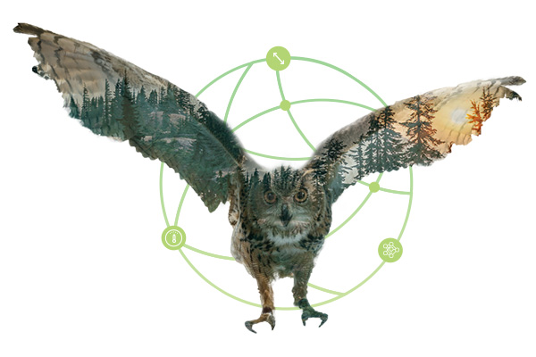 tocogure-owl tocogure-owl